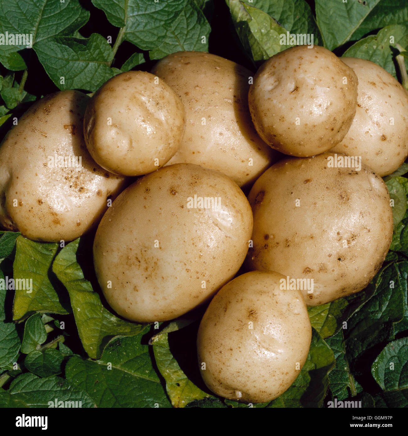 Potato - `Rocket' (First Early)   VEG078048 Stock Photo